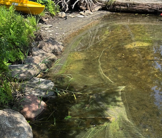 slick of blue green algae on July 12,2024