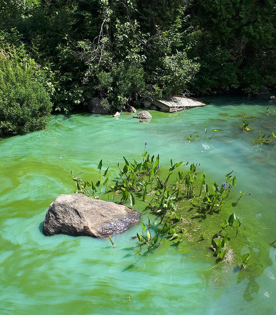 thick layer of turquoise blue-green algae on water