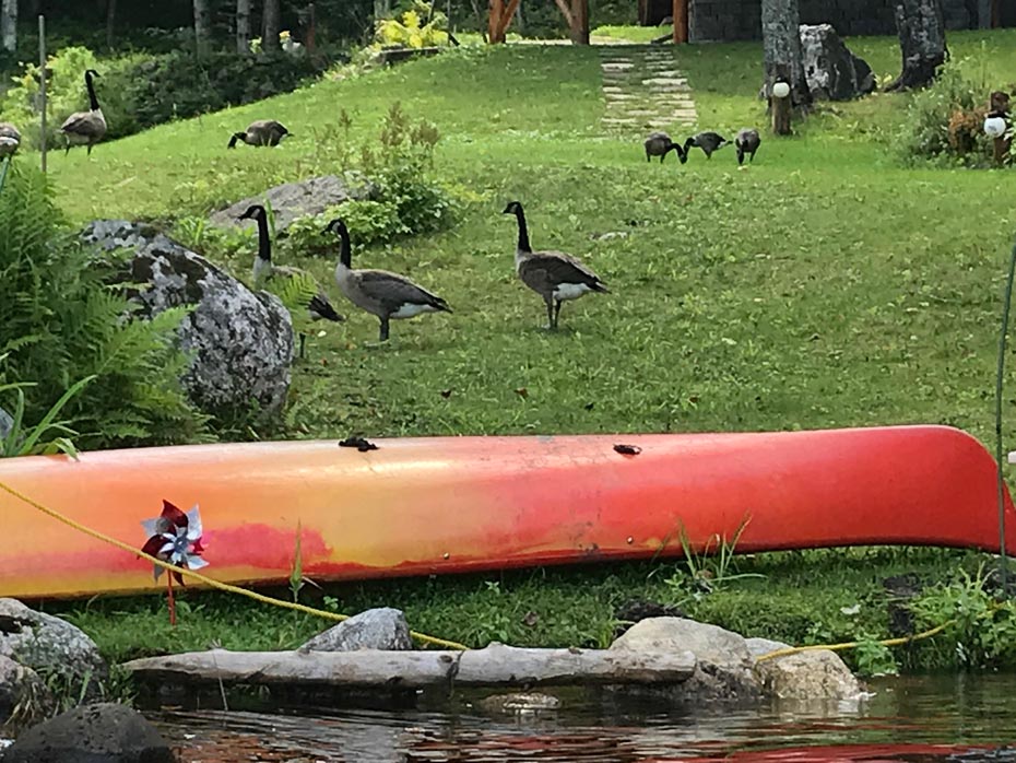 Canada geese in front of a cottage on Lac Notre Dame. Residents installed pinwheels and ropes in an attempt to prevent their entry from the water, but unfortunately the geese have become acclimated to these barriers.