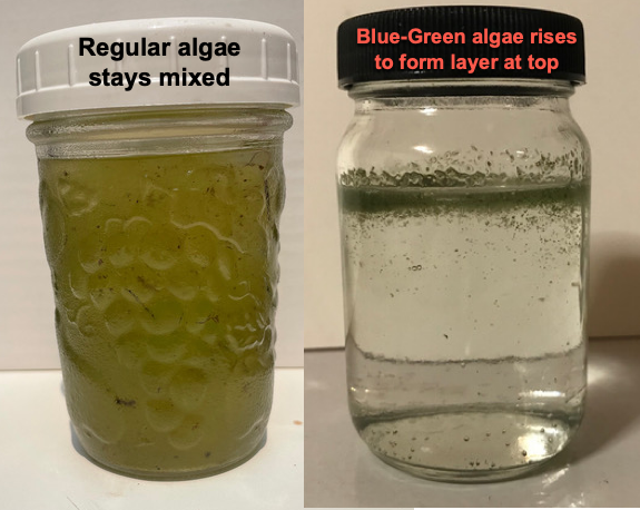 jar of regular algae stayed mixed in water and jar of blue-green algae floated to layer at top of water